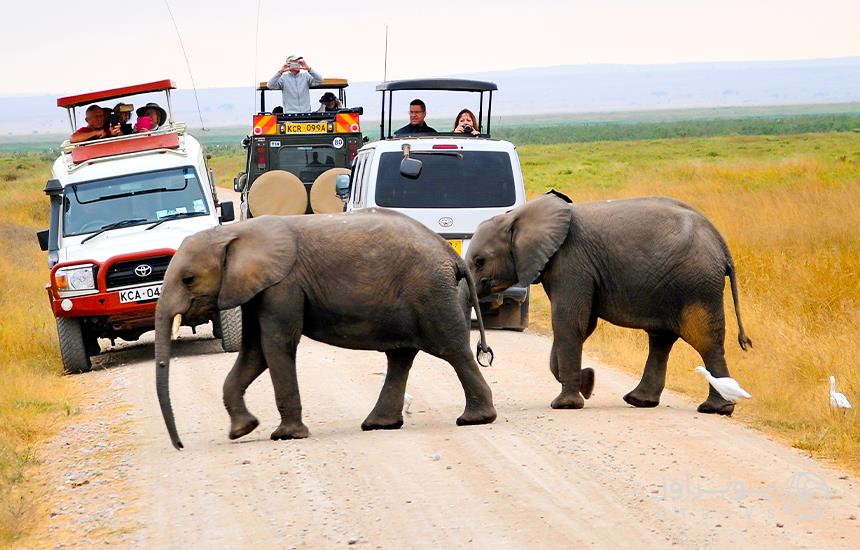  safari in Amboseli National Park‎ 